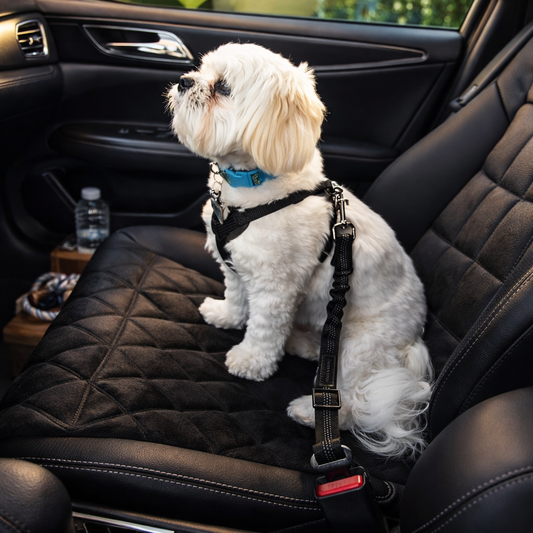 Shock-absorbing seat belt